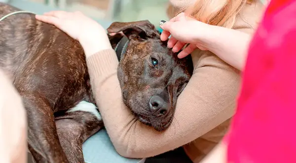 Un chien au pelage tigré, visiblement affaibli, repose dans les bras d'une personne. Un autre individu lui caresse la tête, offrant un dernier réconfort à ce chien cancer phase terminale.