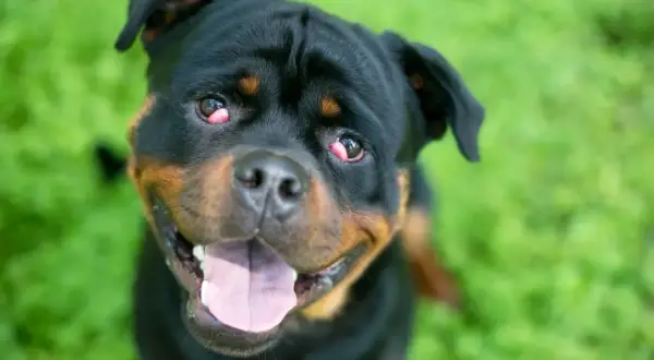 Un chien rottweiler avec des yeux rouges, comme des cerises, regarde la caméra avec sa langue sortie.