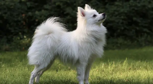 Un magnifique volpino italien blanc, au poil soyeux, se tient fièrement sur l'herbe verte, le regard tourné vers le ciel.