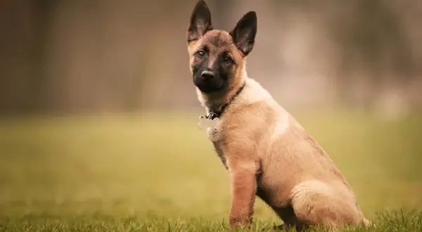 Adorable chiot malinois de 2 mois, assis dans l'herbe, avec ses grandes oreilles dressées et un regard curieux.