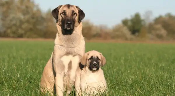 Un grand berger d'Anatolie et son chiot assis dans l'herbe. Malgré leur apparence imposante, ces chiens ne sont pas dangereux s'ils sont bien éduqués.