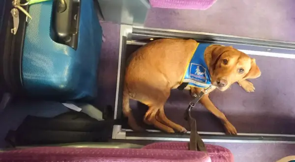 Un chien guide patient attend sagement dans un compartiment, prêt pour un long trajet en voiture.