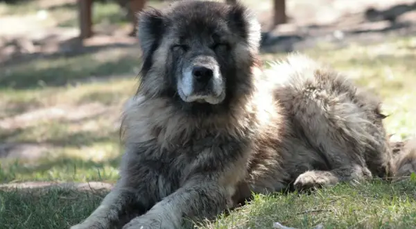 Un majestueux berger du Caucase, au pelage épais, se repose paisiblement sur l'herbe, profitant de l'ombre.