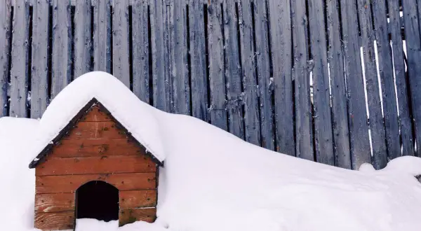 Une niche de chien en bois, recouverte de neige, se dresse devant une clôture en bois usée. L'isolation de cette niche de chien est assurée par la neige épaisse.