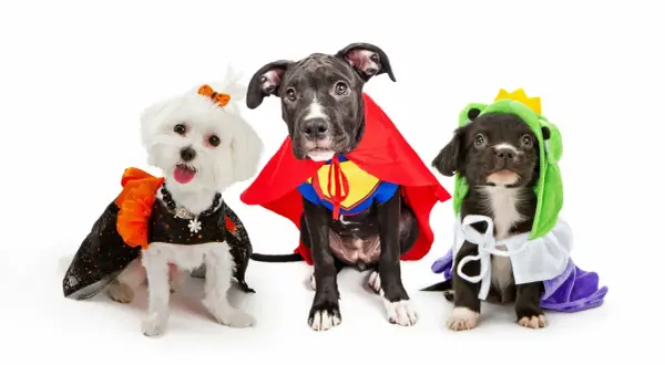 Trois adorables chiots en déguisement chien : un super-héros, une créature verte et une petite sorcière.