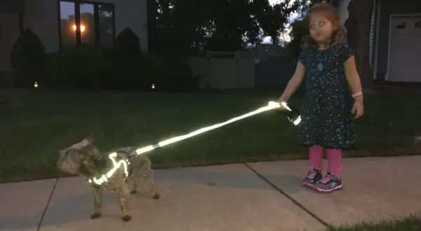 Une petite fille promène son chien, visiblement en soirée. Le chien porte un harnais réfléchissant qui brille intensément, assurant sa visibilité.