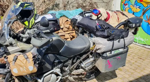 Un chien Golden Retriever, prêt pour l'aventure, est confortablement installé sur une moto chargée pour un voyage. Le transport chien quad est bien organisé.