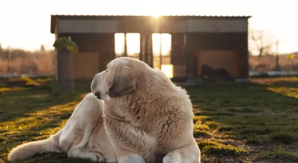 Un grand chien blanc se repose devant un abri, profitant du soleil couchant. Un hébergement insolite avec animaux, où la nature règne.