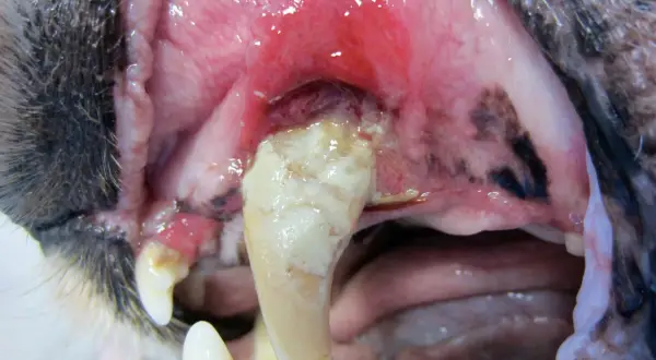 Gros plan sur la gueule d'un chien âgé, montrant des gencives enflammées et une dent cariée. La perte de dents chez un vieux chien peut survenir à tout âge.