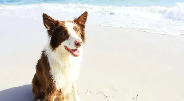 Un chien marron et blanc, heureux, assis sur la plage de Pornic, avec l'océan bleu en arrière-plan.