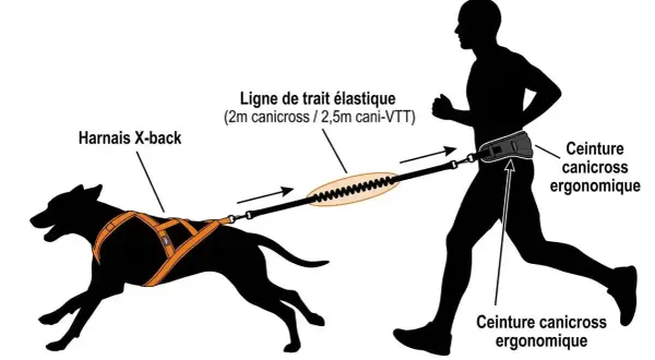 Illustration d'un coureur et d'un chien reliés par une ceinture et laisse canicross. Le harnais X-back du chien est connecté à la ligne de trait élastique, elle-même attachée à la ceinture canicross ergonomique du coureur.