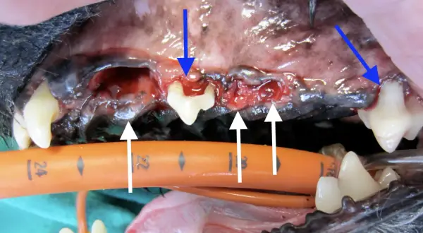 Bouche d'un chien avec gencives enflammées et une dent qui bouge. Que faire ? Consultation vétérinaire urgente.