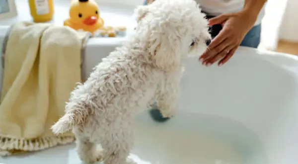 Un petit chien blanc tout frisé est sur le point de prendre son bain. Une main le caresse doucement. La douchette chien est prête pour le nettoyage.