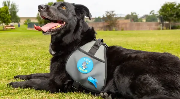 Chien noir couché sur l'herbe, portant un harnais avec un sac ramasse crotte intégré.