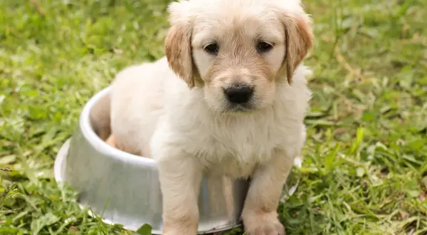 Un adorable chiot golden retriever, prêt à adopter, est assis dans une gamelle sur l'herbe.