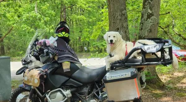 Un chien golden retriever est prêt pour le transport en moto, confortablement installé sur le porte-bagages arrière.