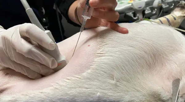 Vétérinaire réalisant une ponction abdominale guidée par échographie chez un chien pour diagnostiquer une péritonite.