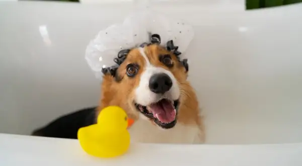 Un adorable corgi, coiffé d'un bonnet de bain, attend son tour dans le bac à lavage pour chien, un canard en plastique jaune à ses côtés.