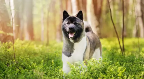 Un akita américain, imposant par son poids, sourit dans une forêt verdoyante.