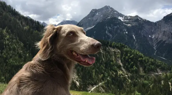 Un chien weimaraner, le regard vif, profite d'une vue imprenable sur les montagnes. Il semble prêt à explorer, se demandant combien de km peut marcher un chien par jour.