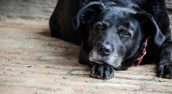 Un vieux chien noir, peut-être atteint d'alzheimer, repose la tête sur ses pattes, le regard perdu.