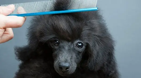 Un peigne à puce pour chien démêle la fourrure d'un caniche noir.