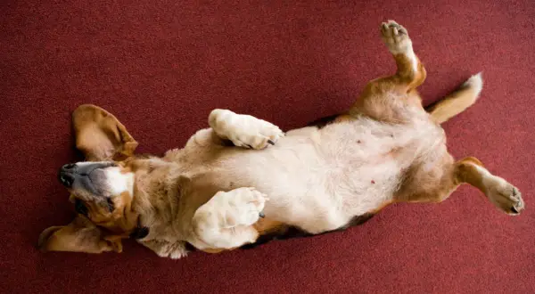 Un chien dort sur le dos, pattes en l'air, sur un tapis rouge. Il semble très détendu et heureux.
