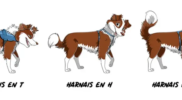 Trois chiens bruns et blancs illustrés portent des harnais différents : un harnais en T bleu, un harnais en H bleu et un harnais en Y bleu.