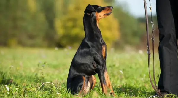 Un Doberman noir et brun, tel un chien alpha, est assis dans l'herbe, attendant patiemment les ordres de son maître.
