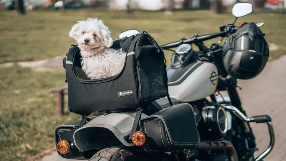 Petit chien blanc prêt pour le transport en scooter, confortablement installé dans son sac.
