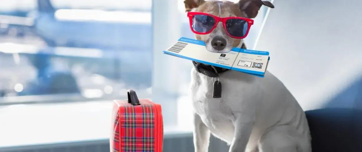 Chien avec lunettes de soleil et billet d'avion, prêt pour le voyage. Il attend peut-être la fin de la quarantaine animaux Canada.