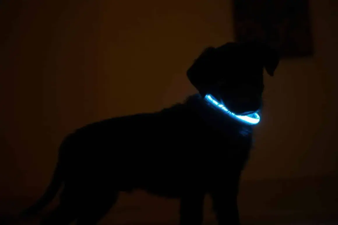 Silhouette d'un chiot noir portant un collier réfléchissant bleu lumineux dans l'obscurité.