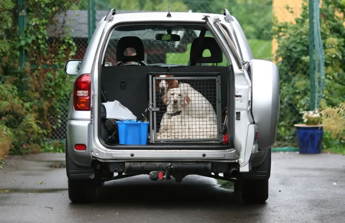 Deux chiens sont dans une cage dans le coffre d'une voiture argentée. Une solution pour comment attacher son chien dans le coffre en toute sécurité.
