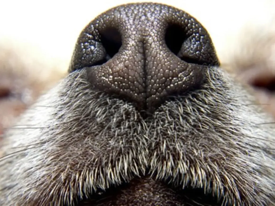 Gros plan sur le nez de chien, humide et texturé, entouré de poils gris. Un nez de chien prêt à explorer le monde.