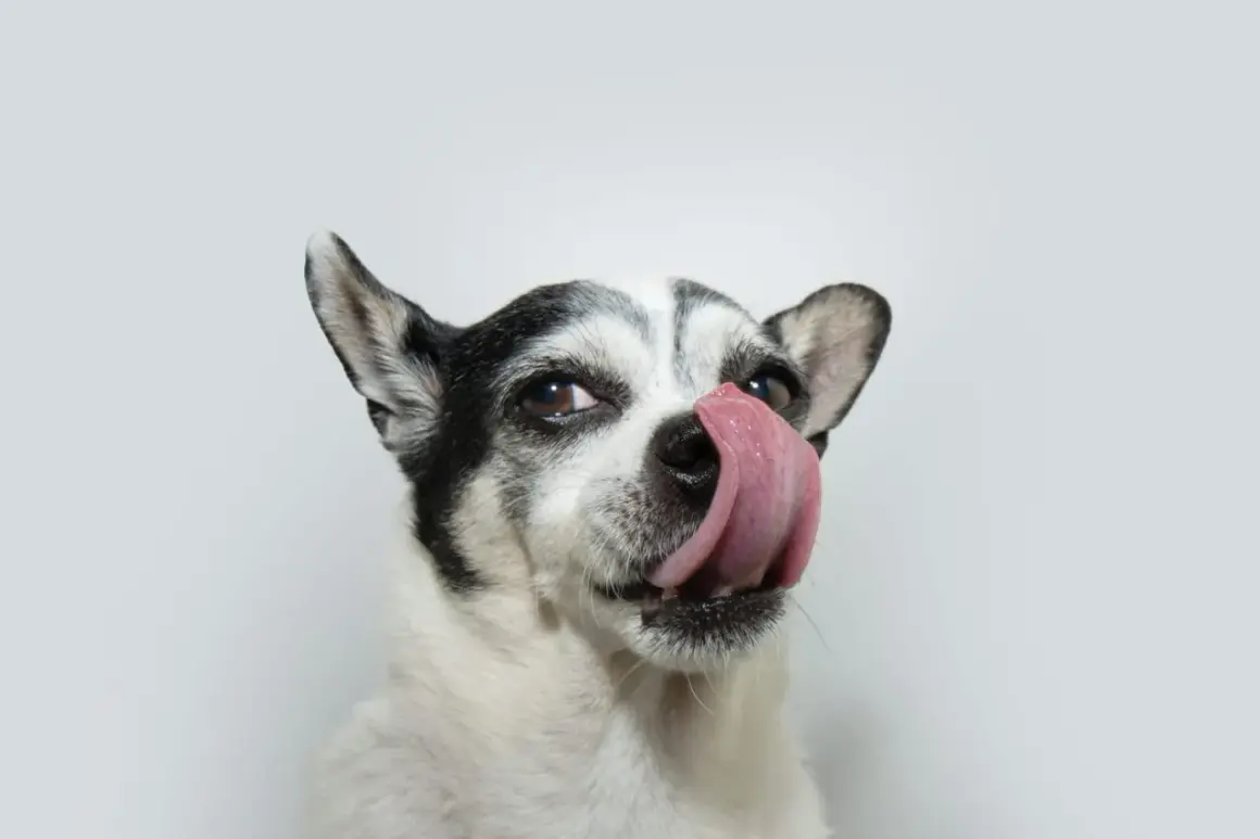Un chien qui se lèche les babines, l'air gourmand. Sa langue rose ressort sur son museau.