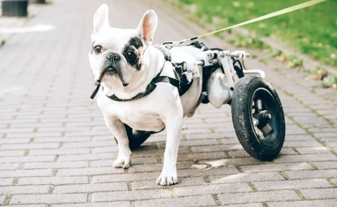 Un bouledogue français blanc et noir, un chien handicapé avec un chariot pour ses pattes arrières, se promène sur un chemin pavé.