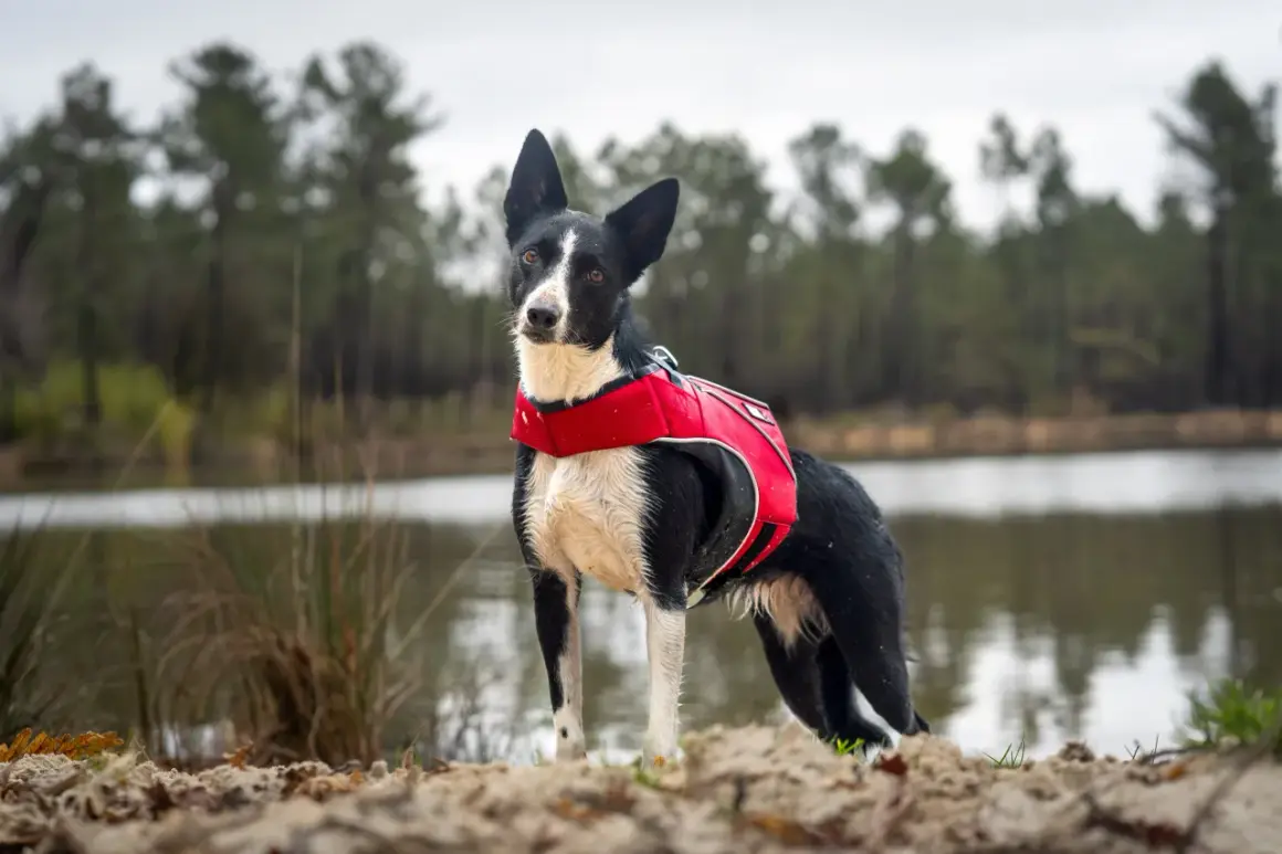Chien noir et blanc avec un gilet rouge, prêt à explorer près d'un lac où les chiens sont autorisés.