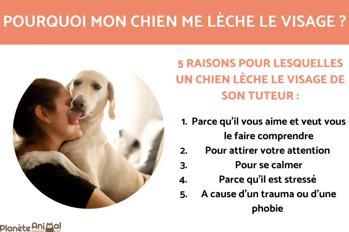 Un chien lèche le visage de sa maîtresse. L'image explore pourquoi mon chien me lèche, listant 5 raisons : amour, attention, calme, stress, ou phobie.