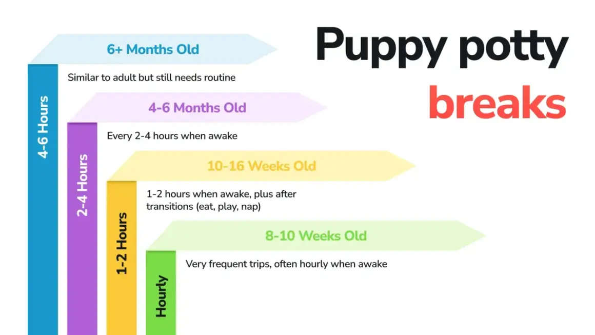 Graphique montrant combien de temps un chien peut se retenir, de très fréquent pour les chiots à 4-6h pour les plus âgés.