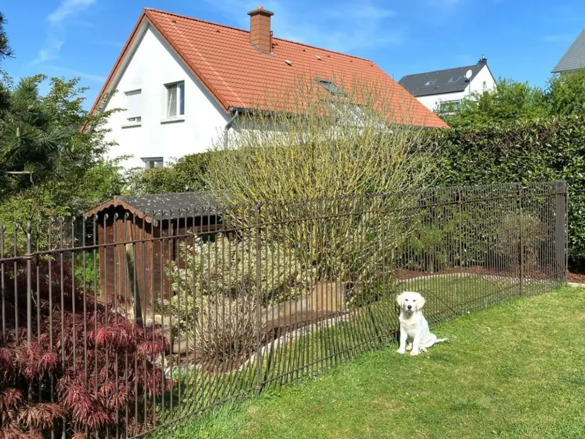 Un chien blanc attend sagement dans un jardin clôturé. La hauteur du grillage chien semble adaptée pour le garder en sécurité.