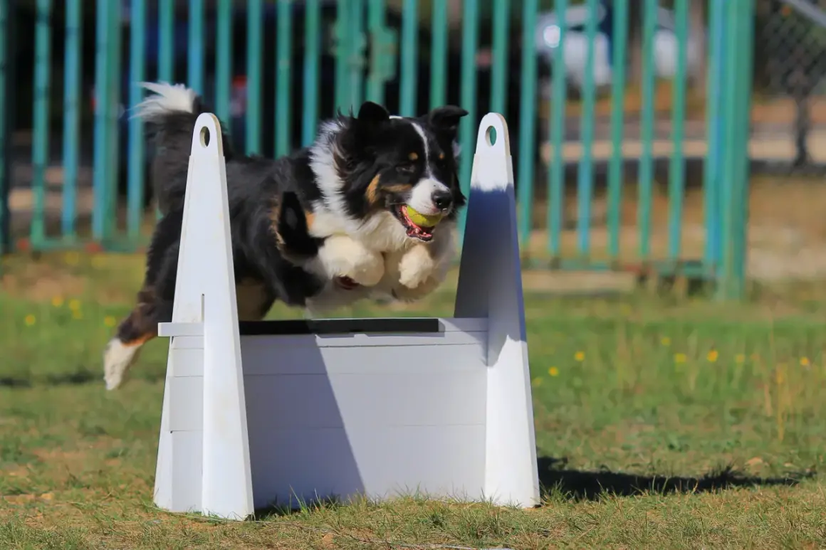 Un chien australien saute par-dessus un obstacle, balle dans la gueule, lors d'une compétition de flyball.