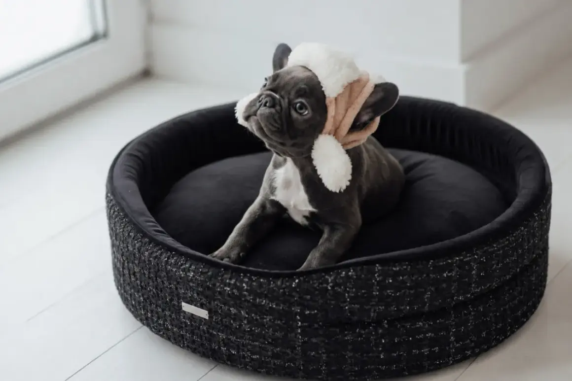 Un adorable bouledogue français, coiffé d'un bonnet douillet, se repose dans sa corbeille chien.