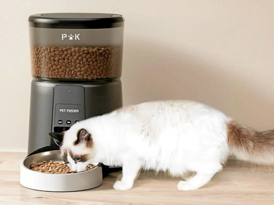 Un chat mange des croquettes dans une gamelle devant un distributeur automatique.