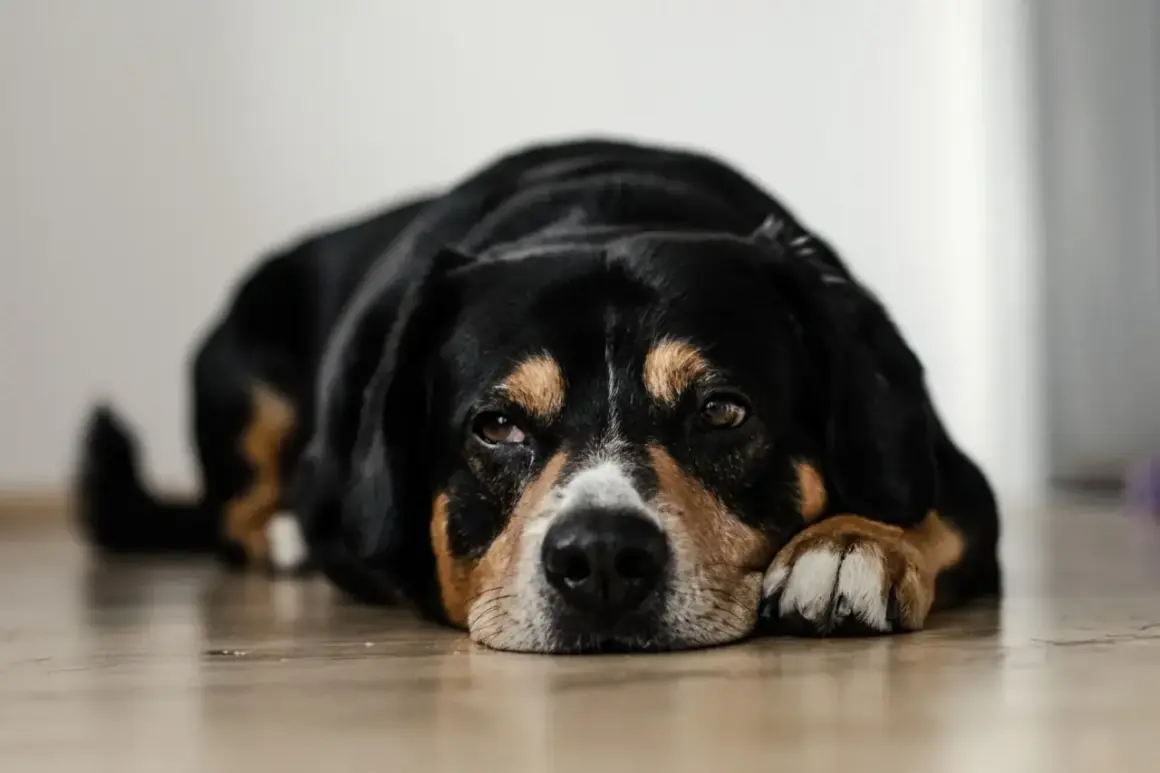 Chien noir et brun, l'air fatigué, posé sur le sol. Il semble avoir ingéré de la valériane, un danger pour lui.