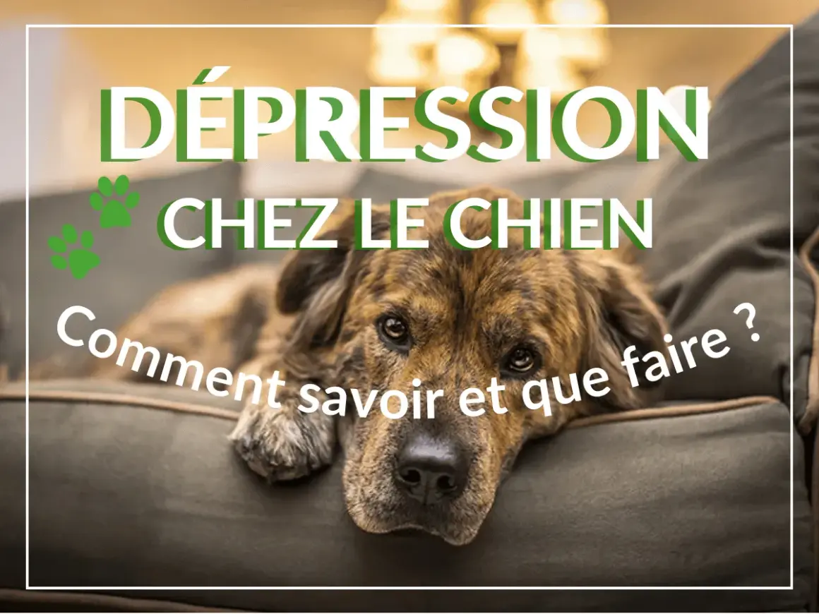 Un chien triste, le regard perdu, semble souffrir de dépression. Le texte "Dépression chez le chien : Comment savoir et que faire ?" l'accompagne.