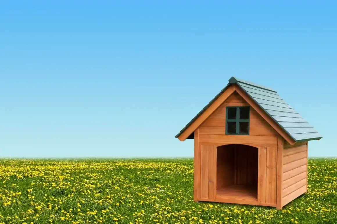 Une niche en bois avec une fenêtre et une entrée spacieuse, posée dans un champ de pissenlits sous un ciel bleu. La dimension niche chien est parfaite pour un compagnon.