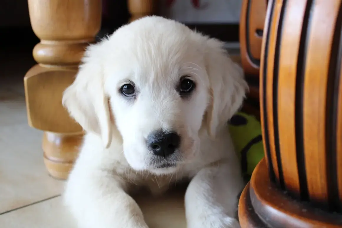 Adorable chiot blanc, curieux de savoir à quel âge un chiot est propre. Il regarde la caméra, caché derrière des meubles en bois.