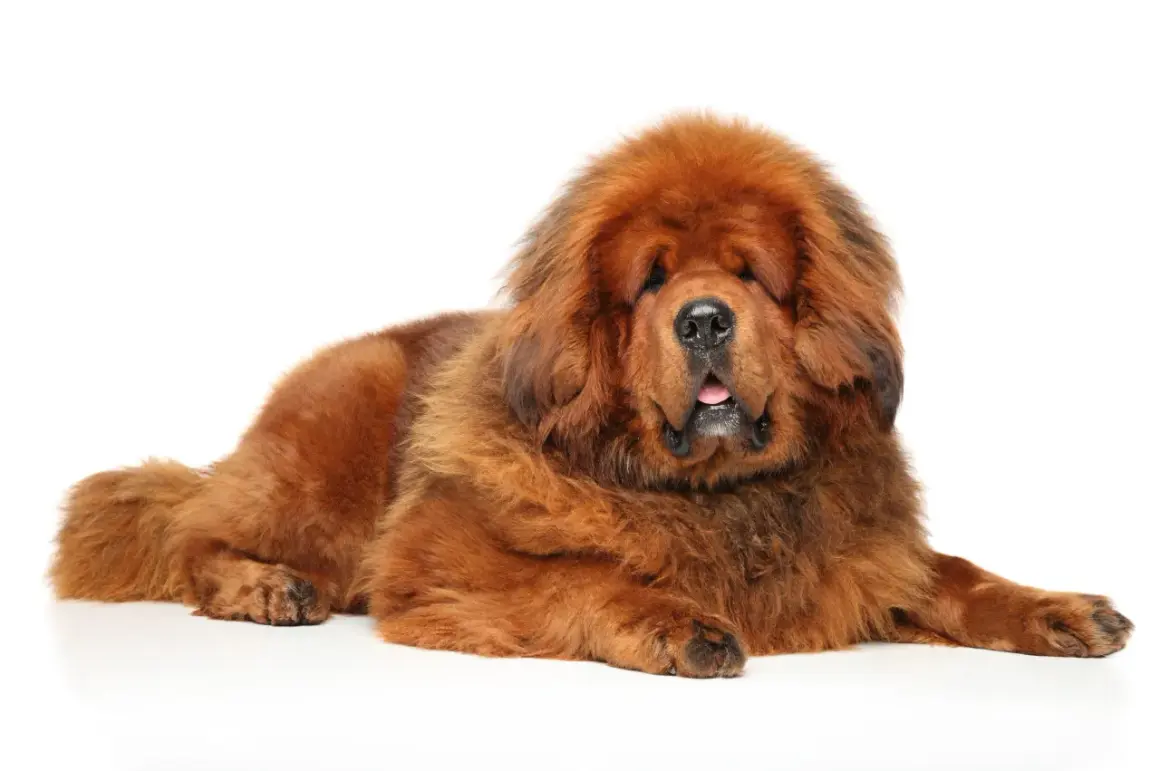 Un imposant dogue du Tibet, impressionnant par sa taille et sa fourrure épaisse, repose paisiblement sur un fond blanc.