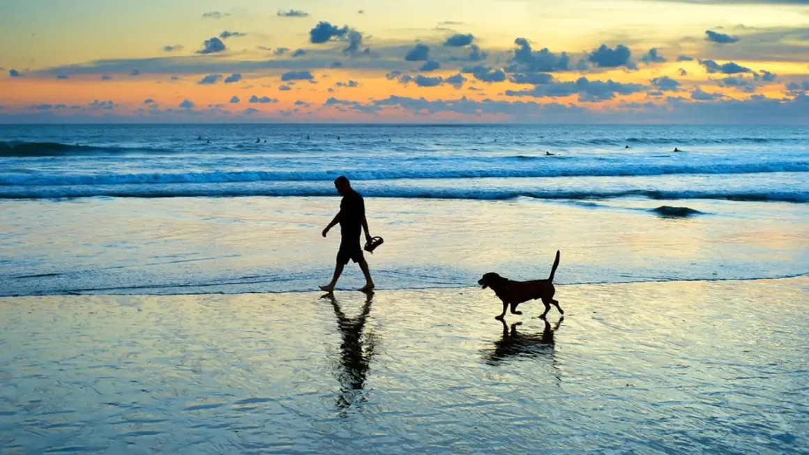 Un homme et son chien profitent d'une promenade sur la plage au coucher du soleil. Les vagues douces et le ciel coloré créent une atmosphère paisible.