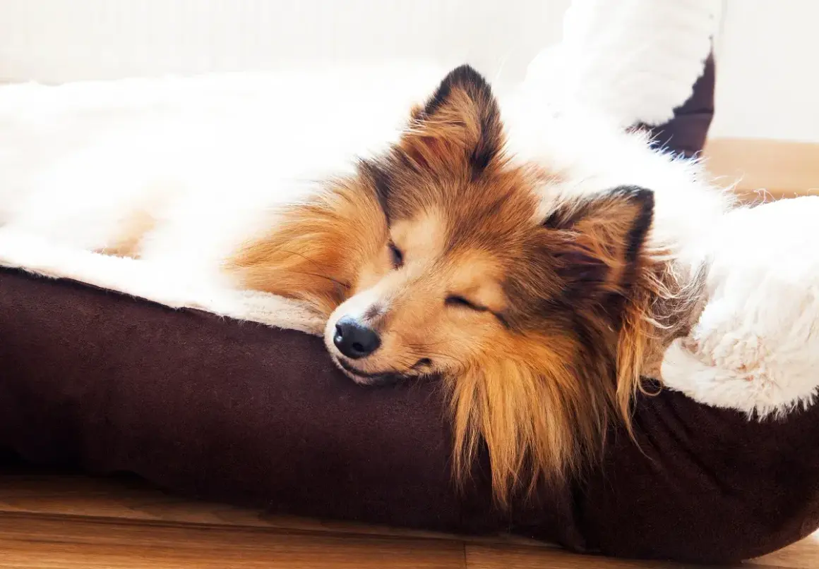 Un chien Shetland Sheepdog dort paisiblement dans son panier douillet. Un moment de pur bonheur, le rêve de dormir avec son chien.